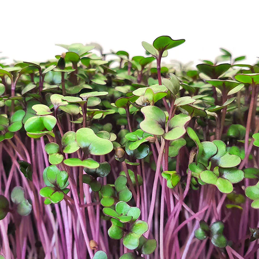 Cabbage Green Elixer Microgreens